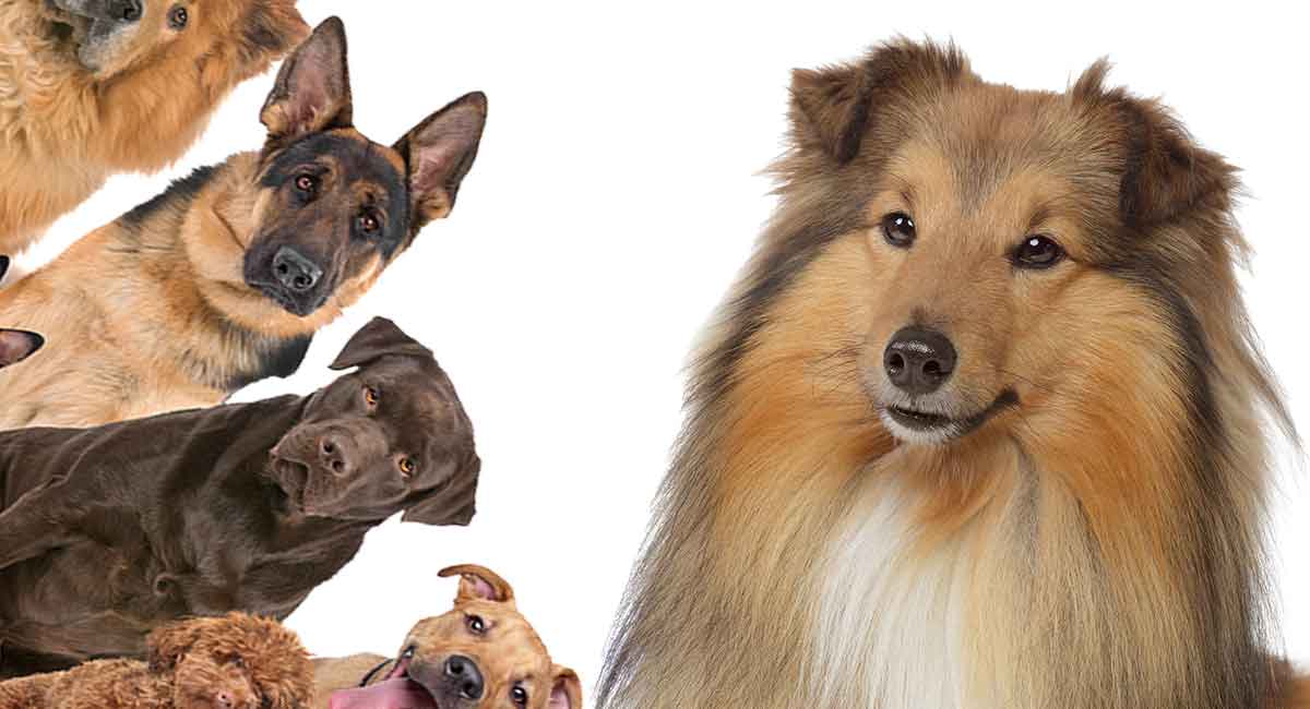 Collie mixes