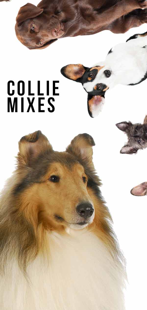 Mieszanki Collie