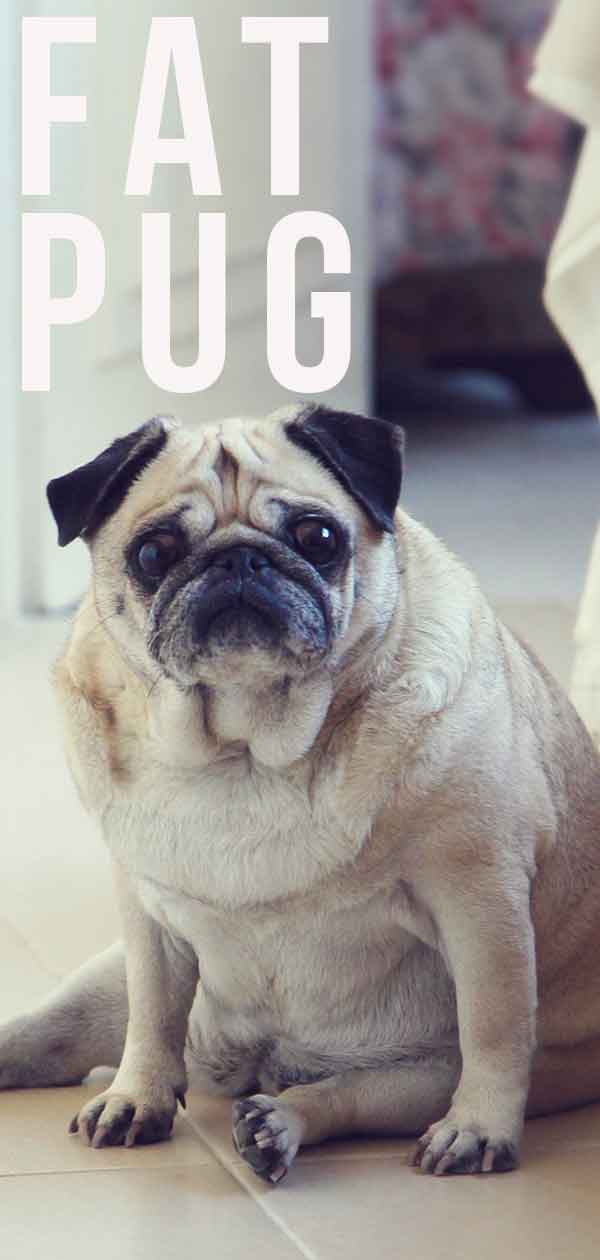 fat cute pug