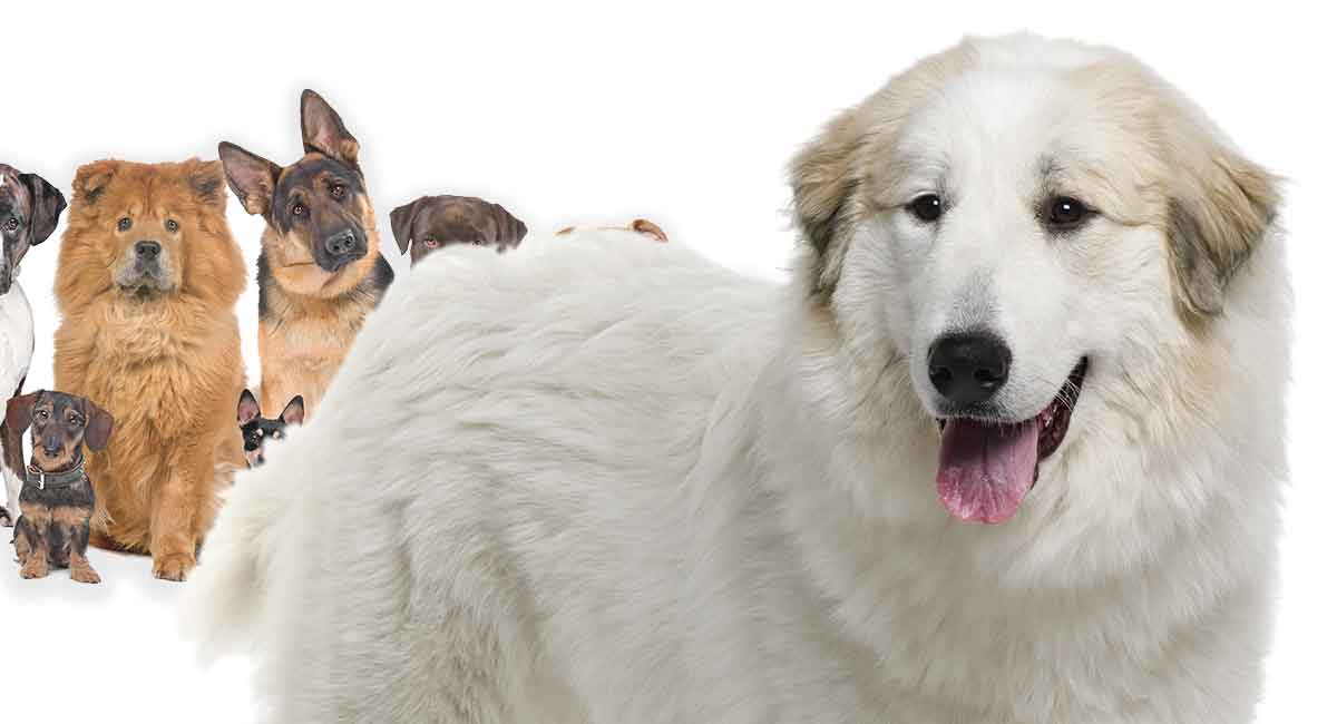 great pyrenees and great dane