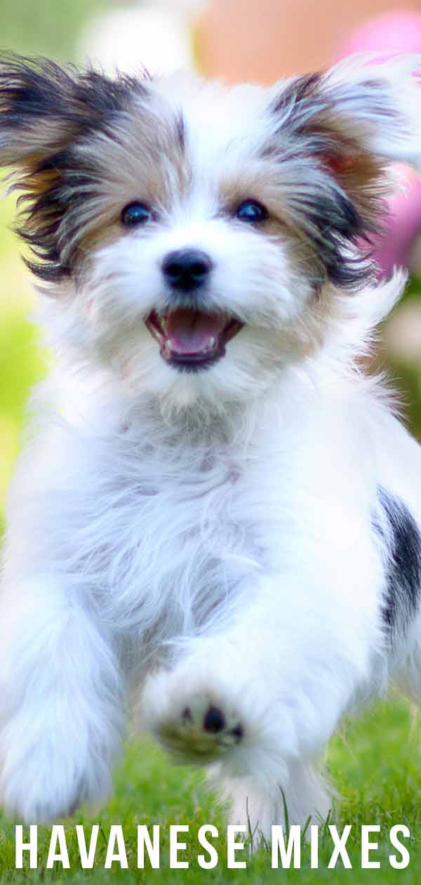 Havanese Mixes All Of The Shapes And Sizes