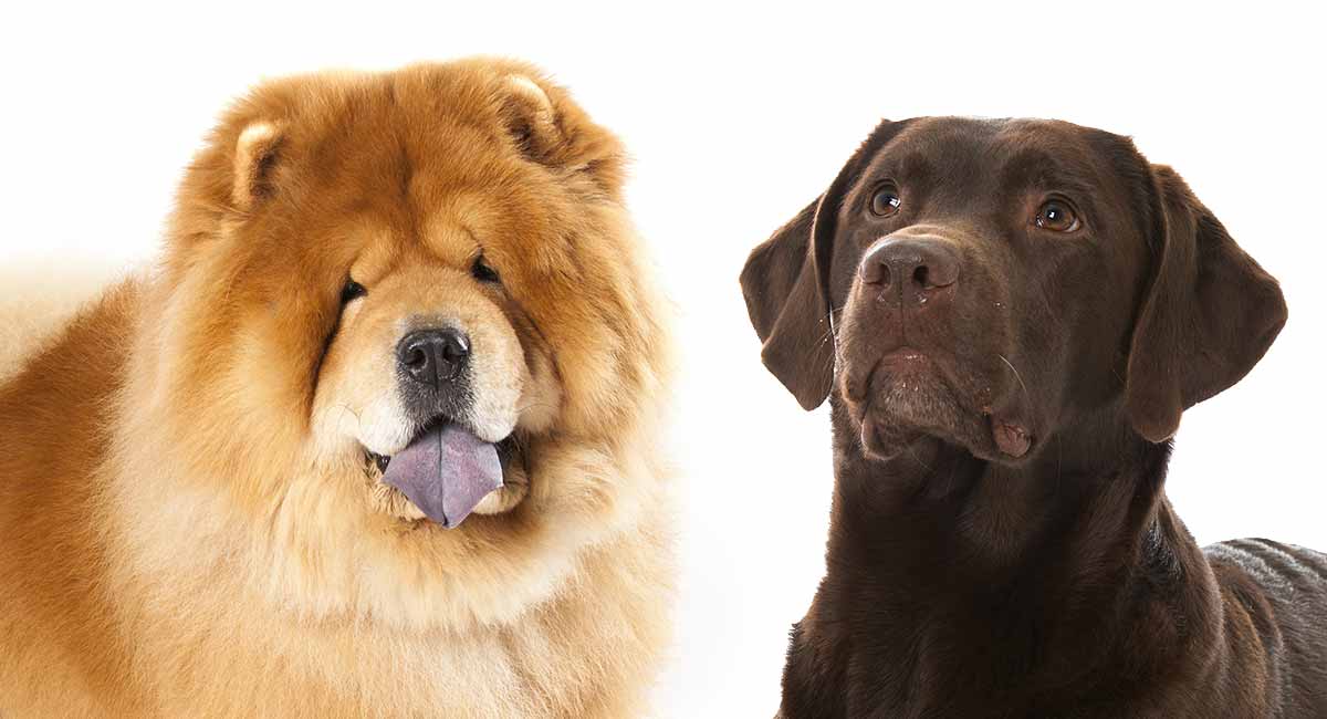 chow chow and labrador