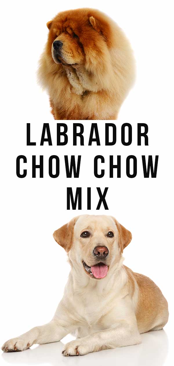 chow chow mixed with labrador