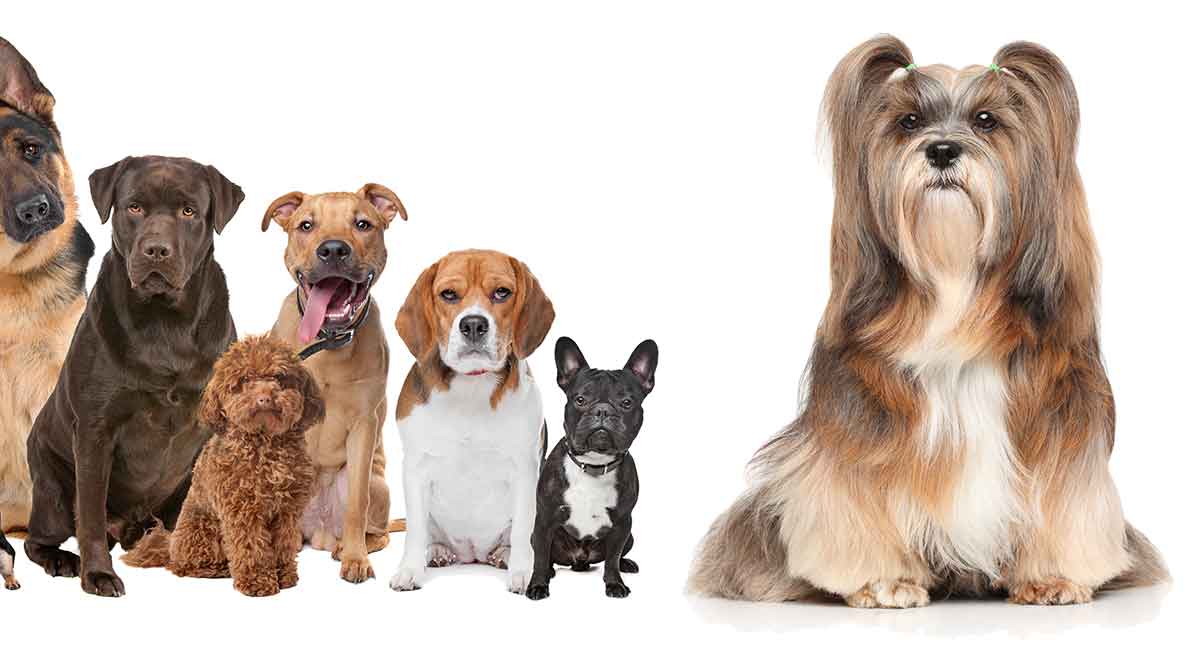 Lhasa Apso Mix Breed Dogs: Which One Will Be Your Perfect Pet?