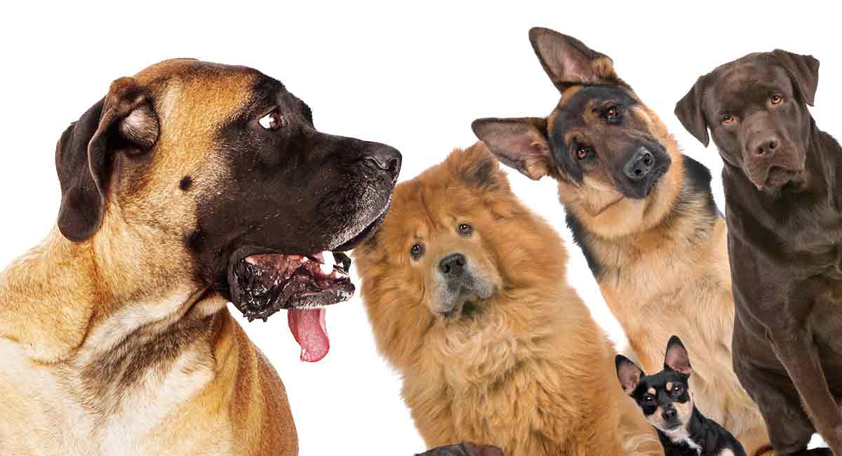 6 of the most popular mastiff mix breeds