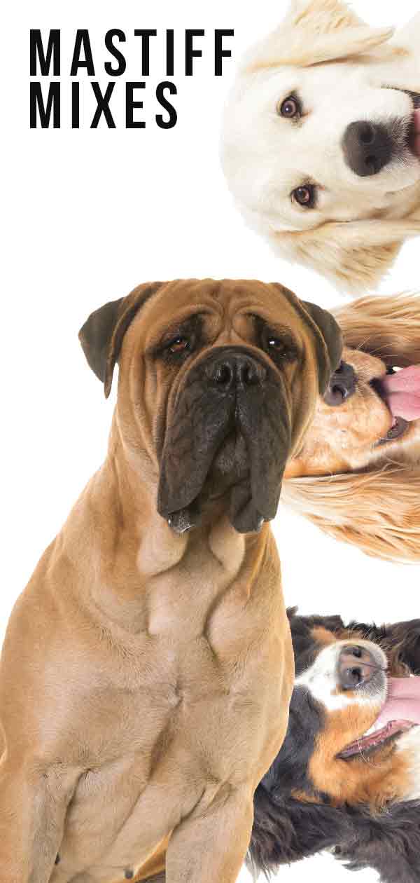 6 of the most popular mastiff mix breeds