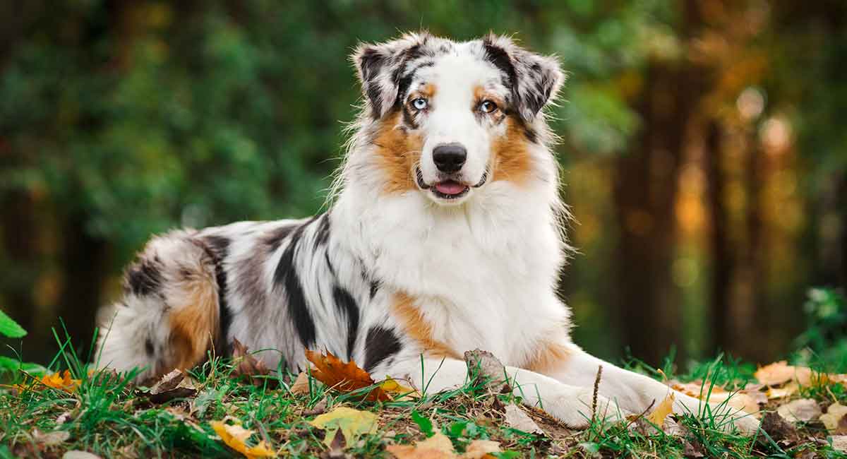 What dog breeds can be blue merle