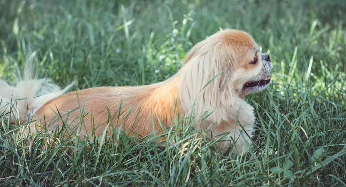Pekingese Mix Breed Dogs Which One Is Your Favorite