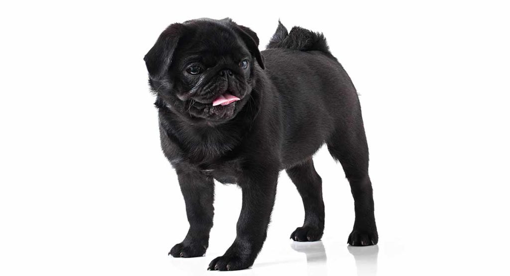 which terrier breed is generally all black in color