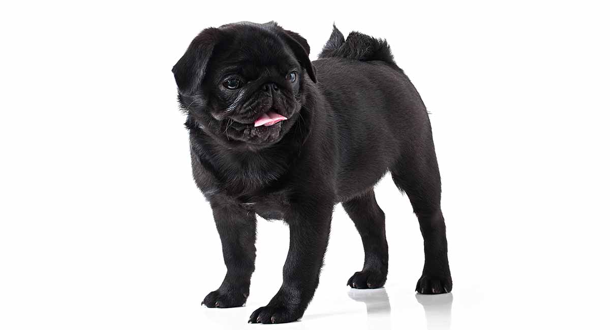 pug black colour