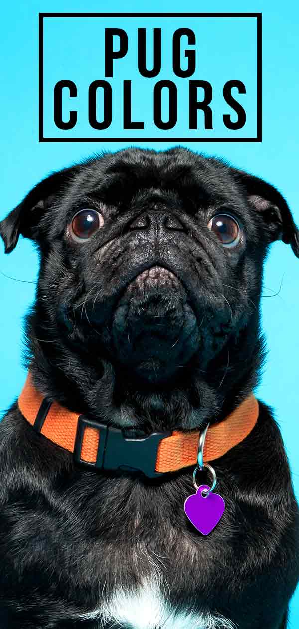 do black pugs change color