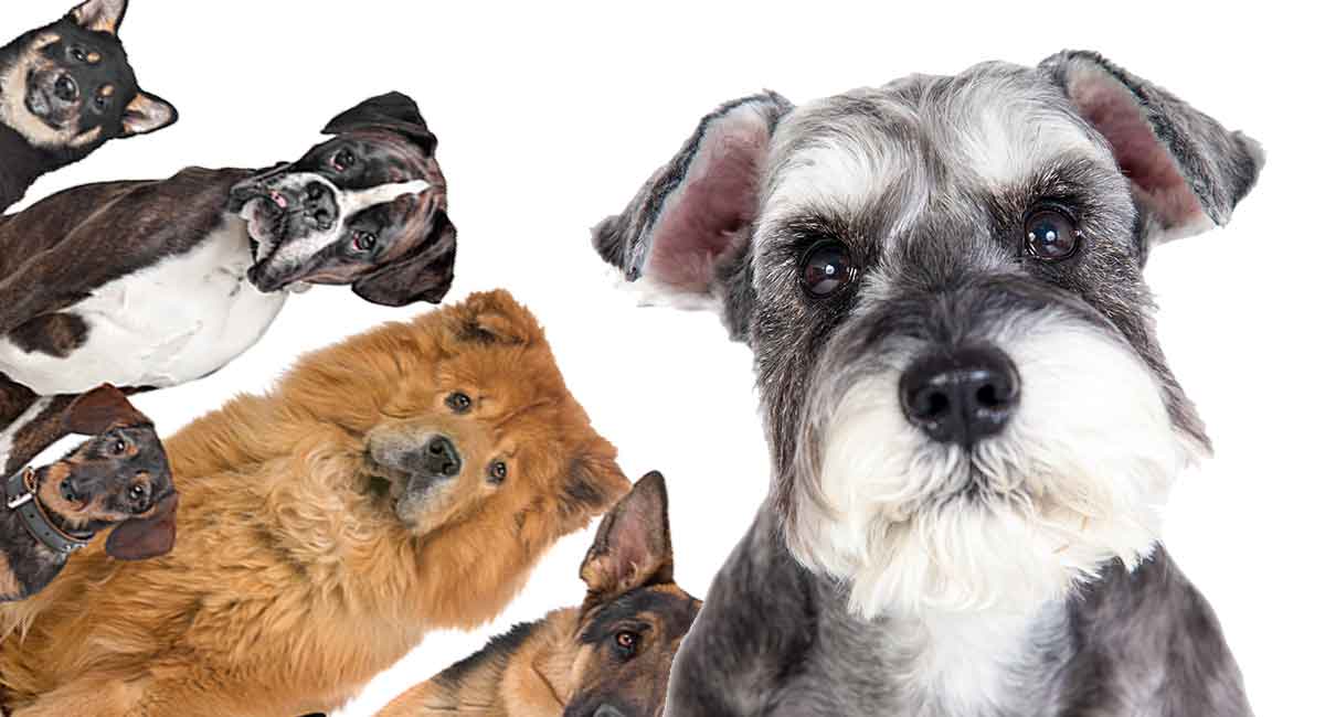 naturlig Raffinaderi tilstødende Schnauzer Mixes - Which One Is Right For You?