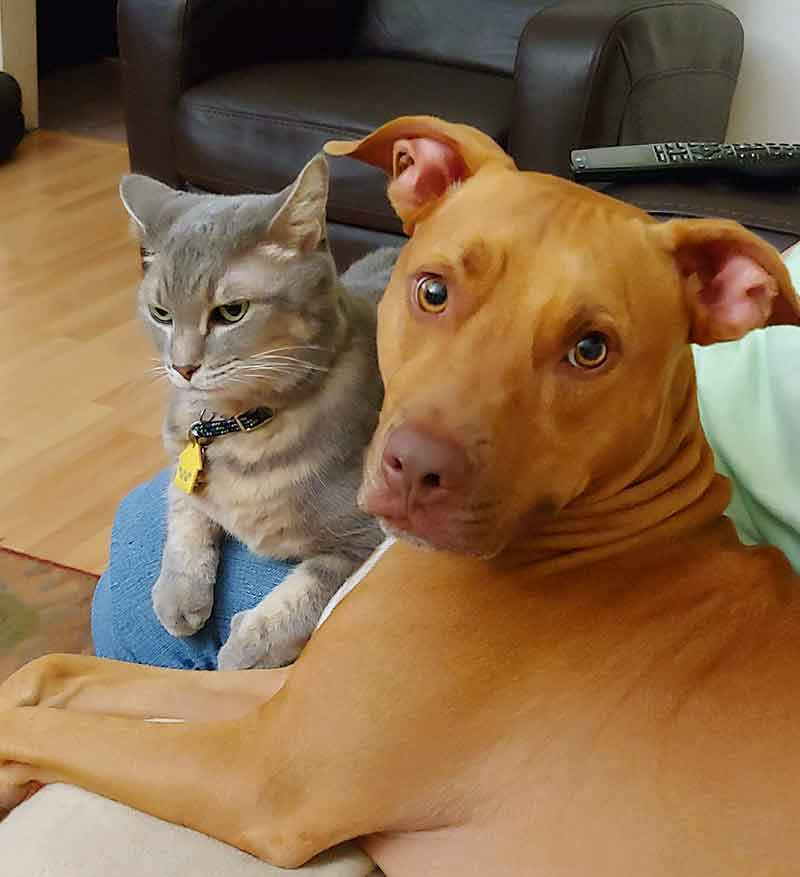 red nose and blue nose pitbull mix