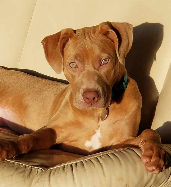 Red Nose Pitbull Pros Cons And Your Ultimate Faq