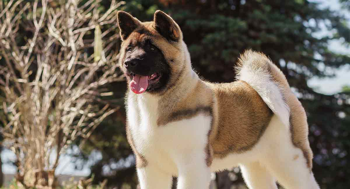 american akita dog