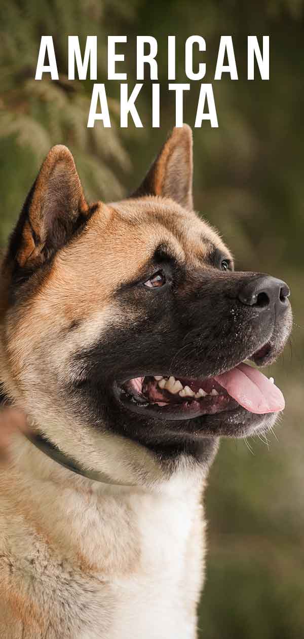 are american akitas good guard dogs