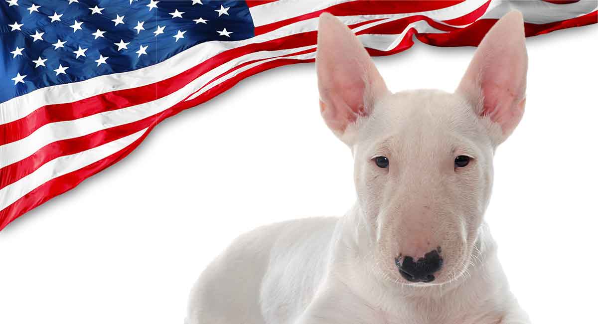 American Bull Terrier – Aggressive 