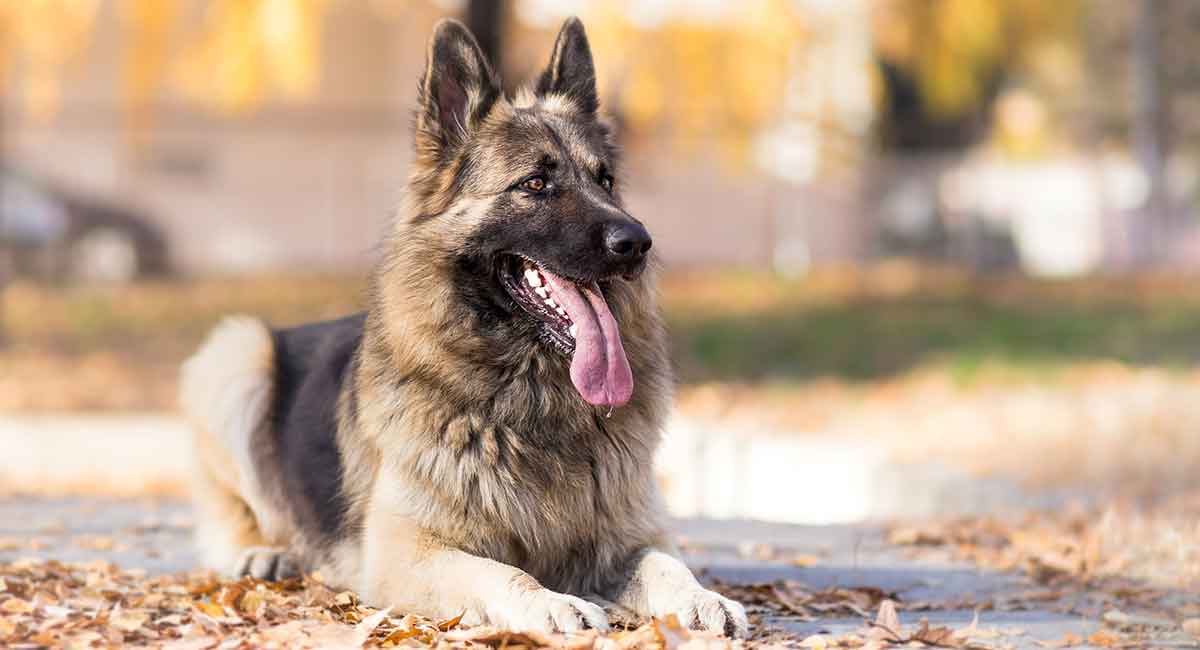 american alsatian dog