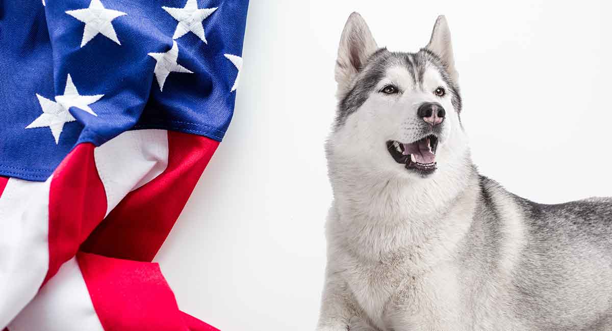 american husky