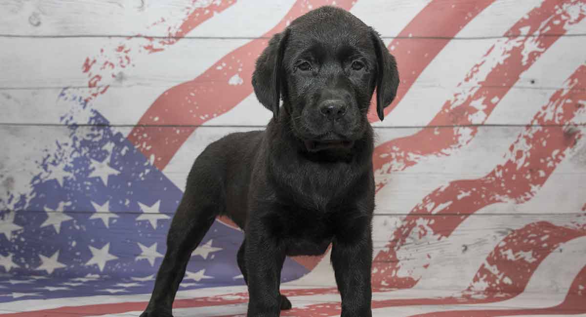 american labrador puppies