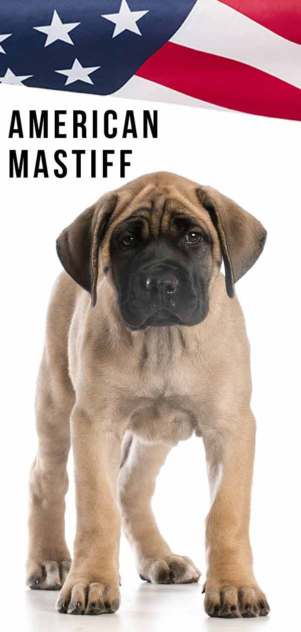 american mastiff dog