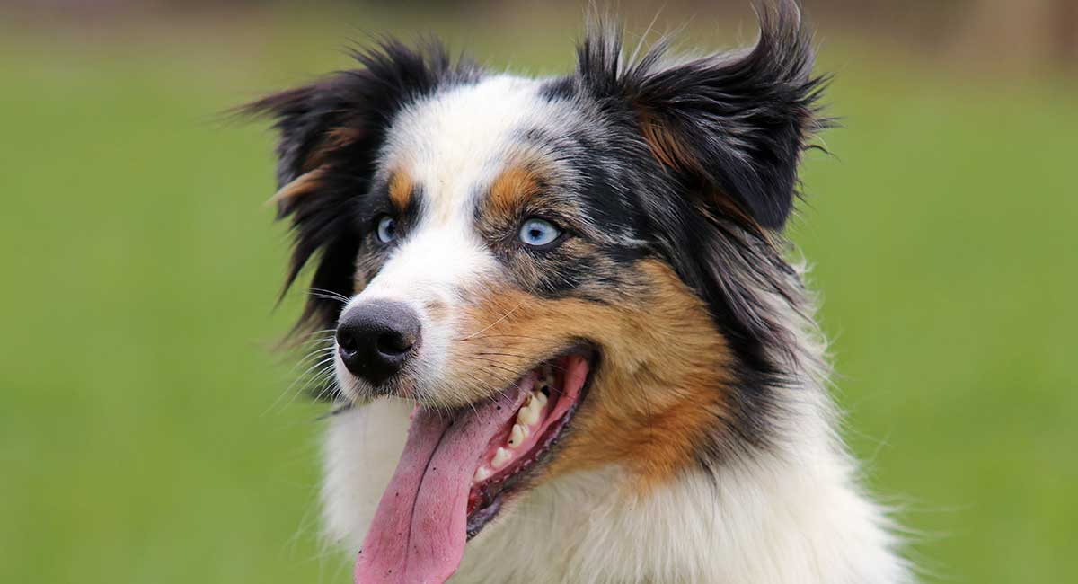 are australian shepherds outside dogs