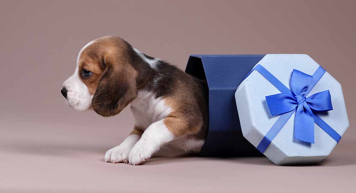 beagle lovers gift ideas