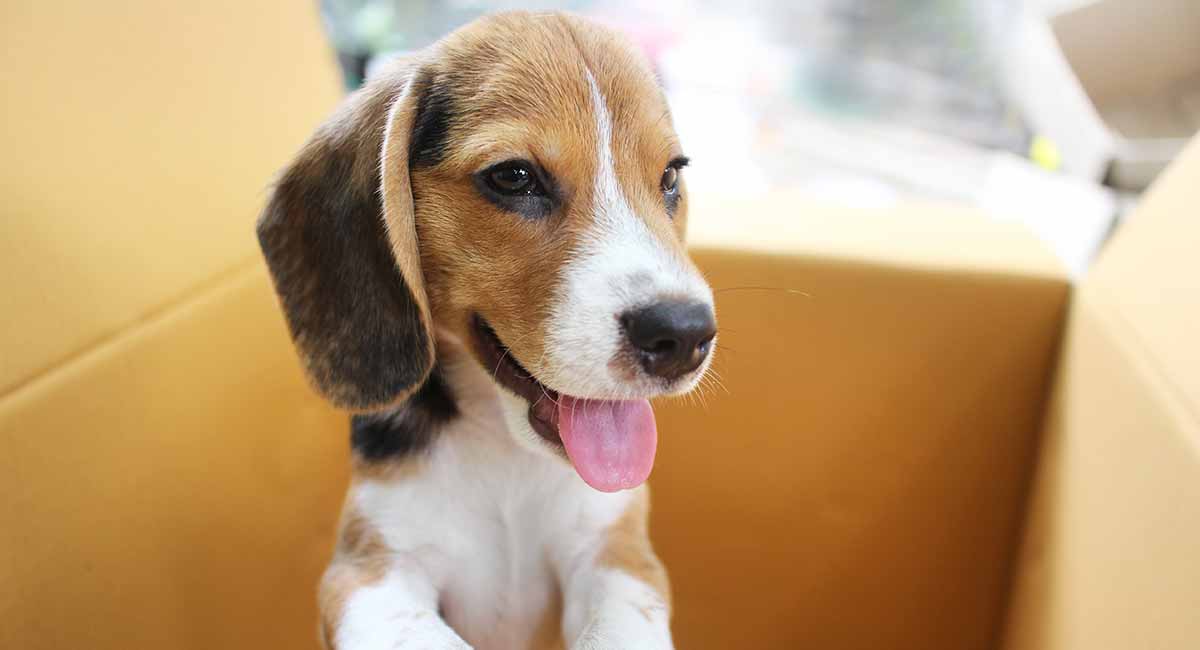 beagle harrier wags its tail