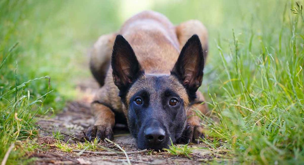 belgian malinois are  herding dogs with pointy ears