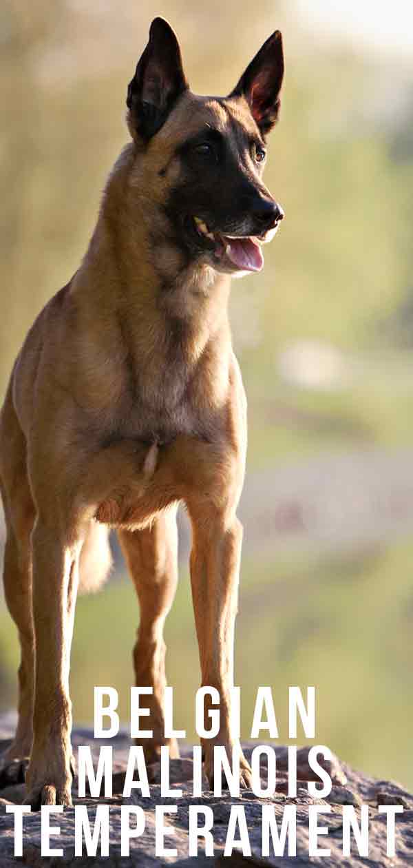 are belgian malinois considered an aggressive breed