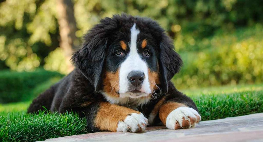 Bernese Mountain Dog temperament