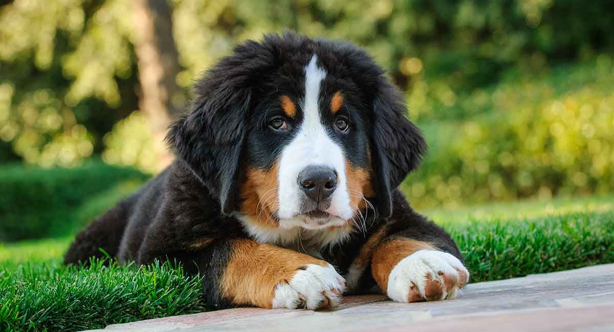 st bernese mt dog