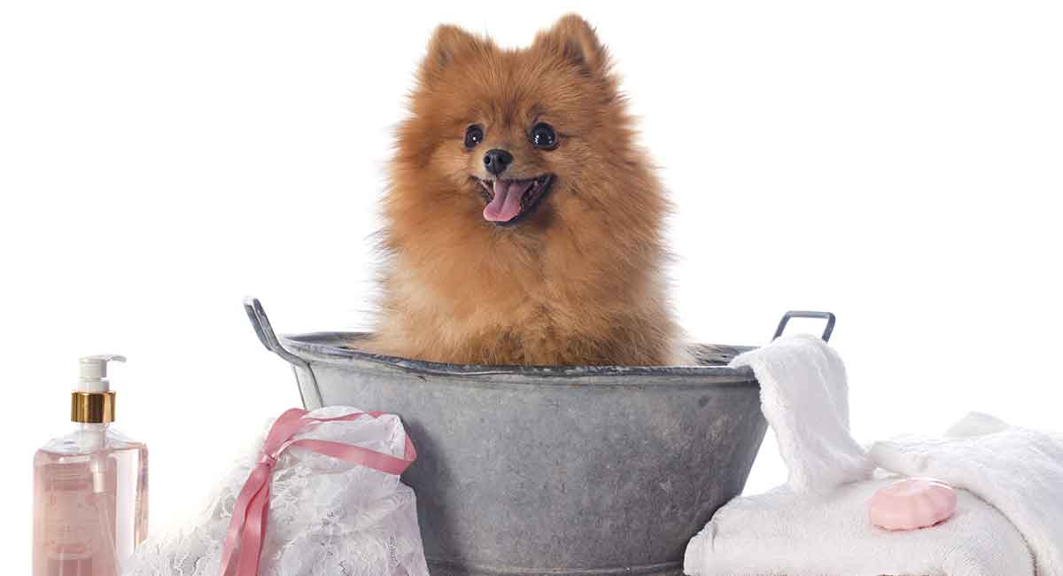 pomeranian puppy shampoo