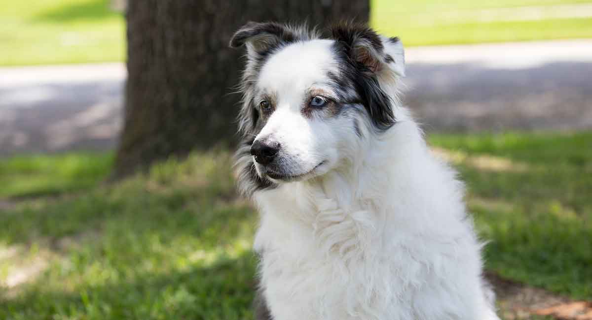 aussie dog black and white