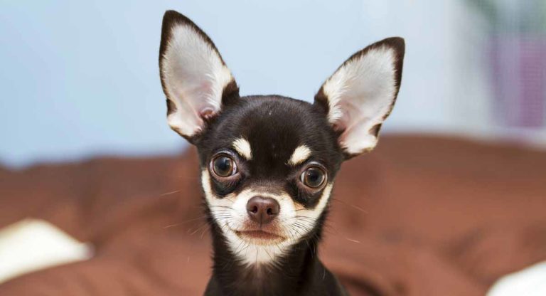 black and white chihuahua statue