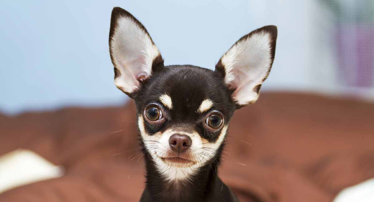 Black and White Chihuahua Puppies, Adults, and Seniors