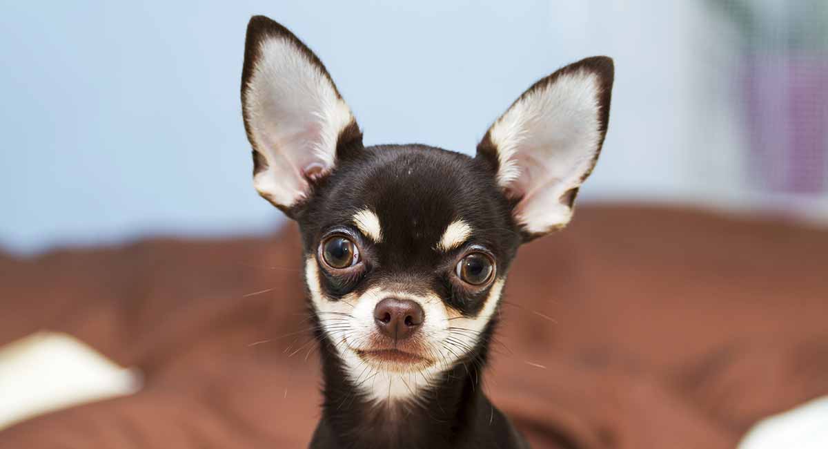 black haired chihuahua