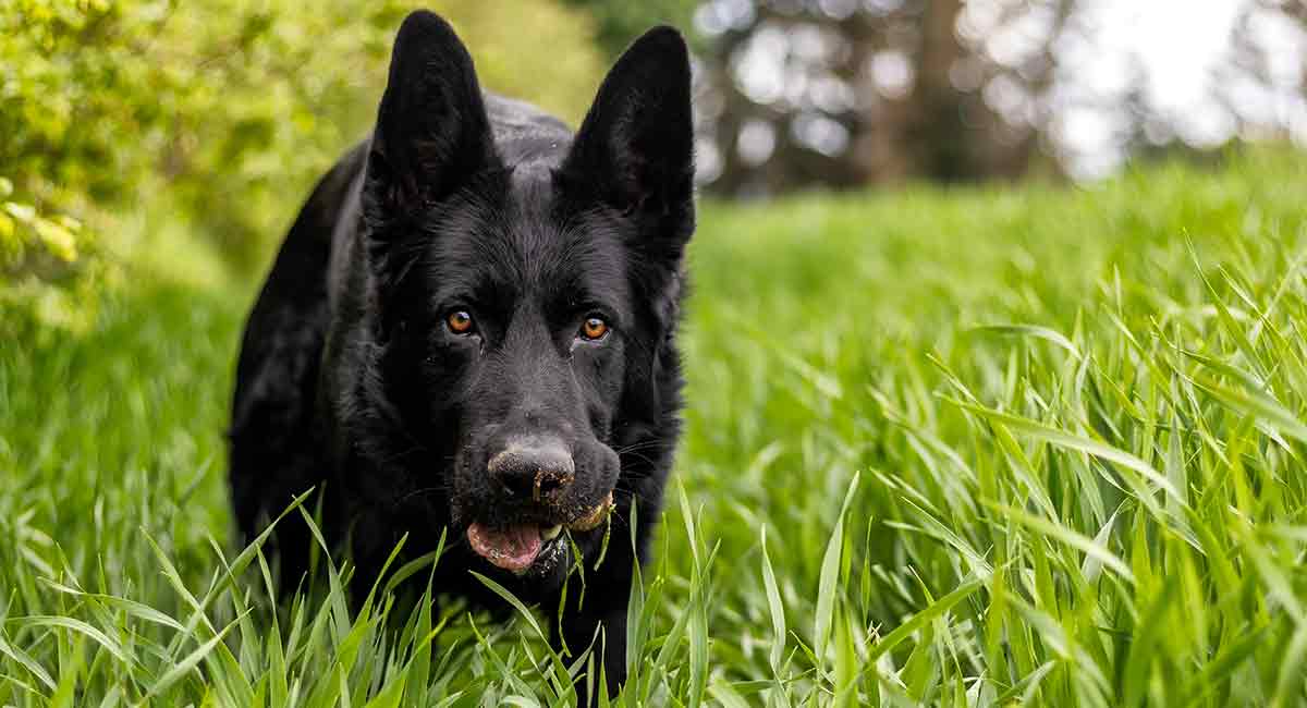 are german shepherd puppies black