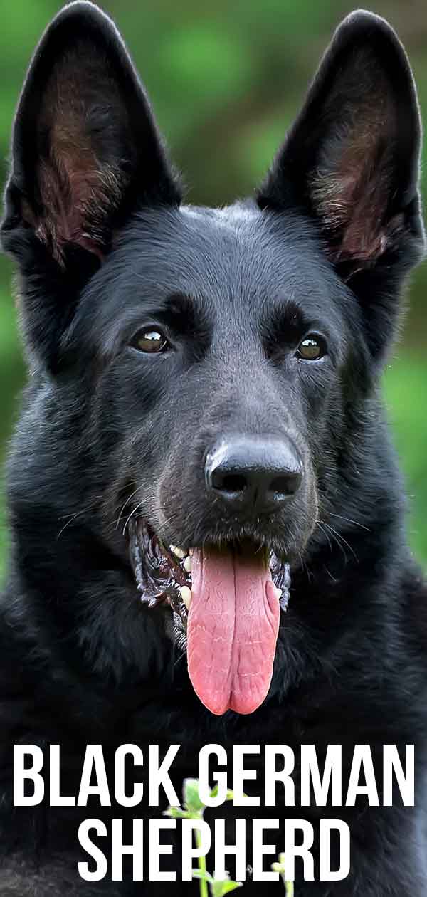 black fluffy german shepherd