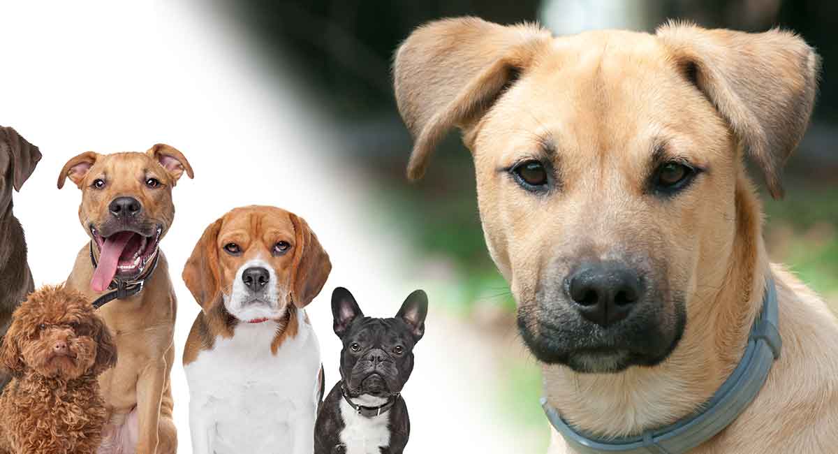 Black Mouth Cur Mixes - Discover These Distinctive Hybrids