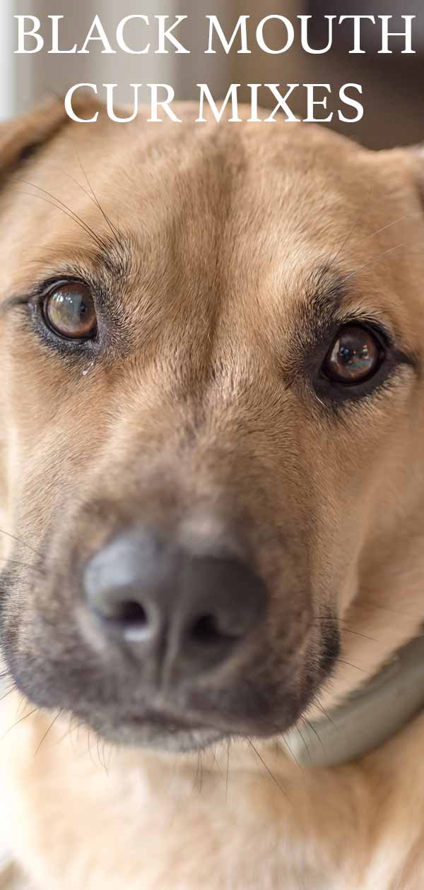 black mouth cur pit mix puppies