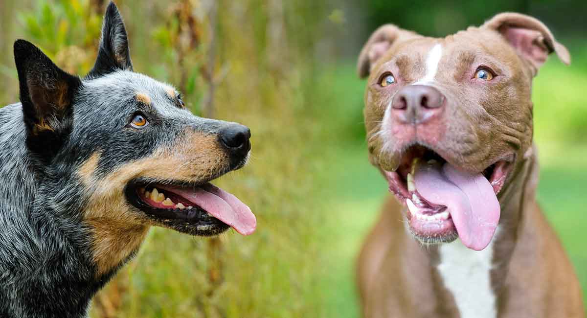 blue heeler and pitbull puppies