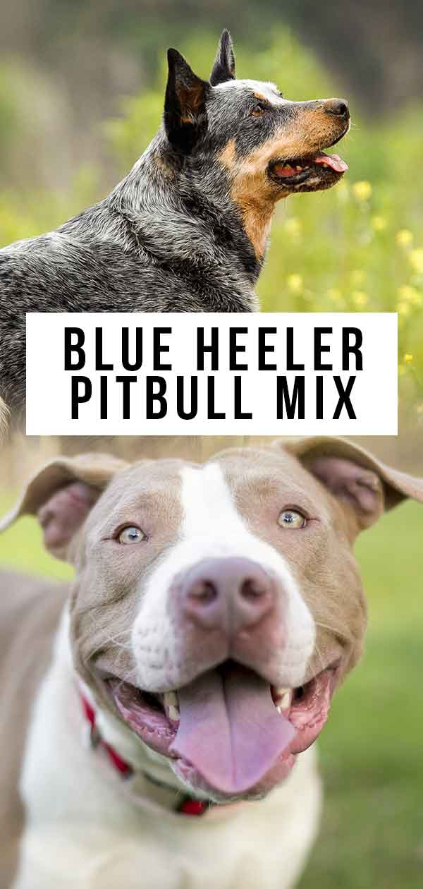 pitbull blue heeler puppy