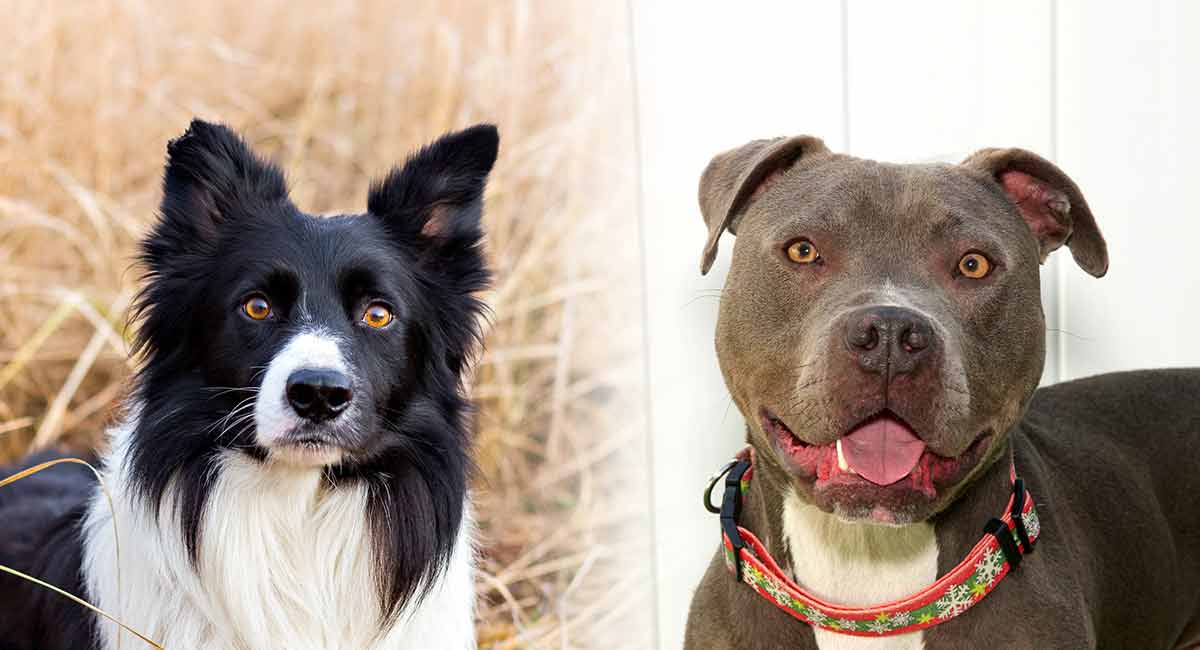 pitbull border collie puppies