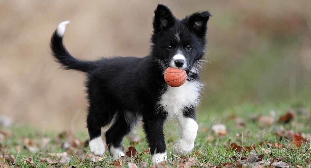 are all white border collies rare