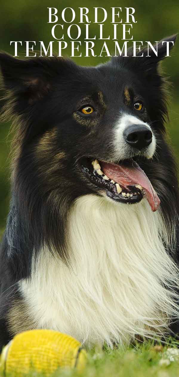 Border Collie temperament 