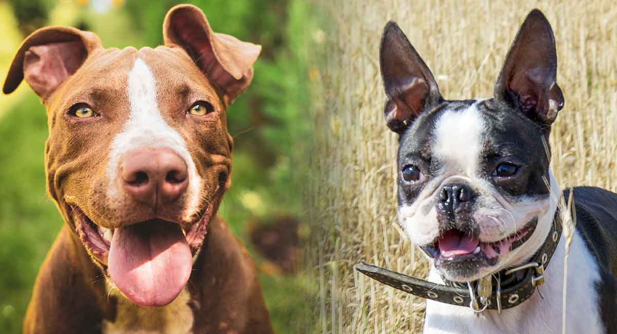 what is a boston terrier mixed with