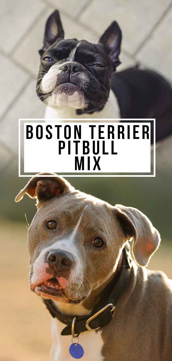 how big does a boston terrier pitbull mix get