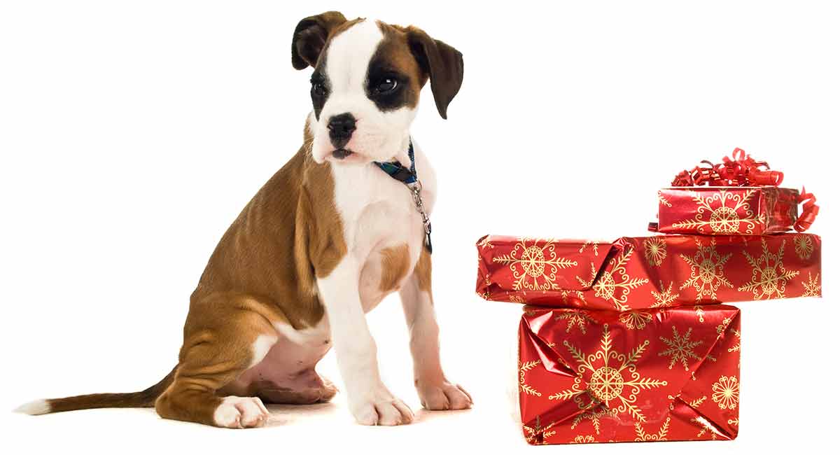 Boxer Dog Gifts Perfect Gifts for Boxer Lovers Everywhere