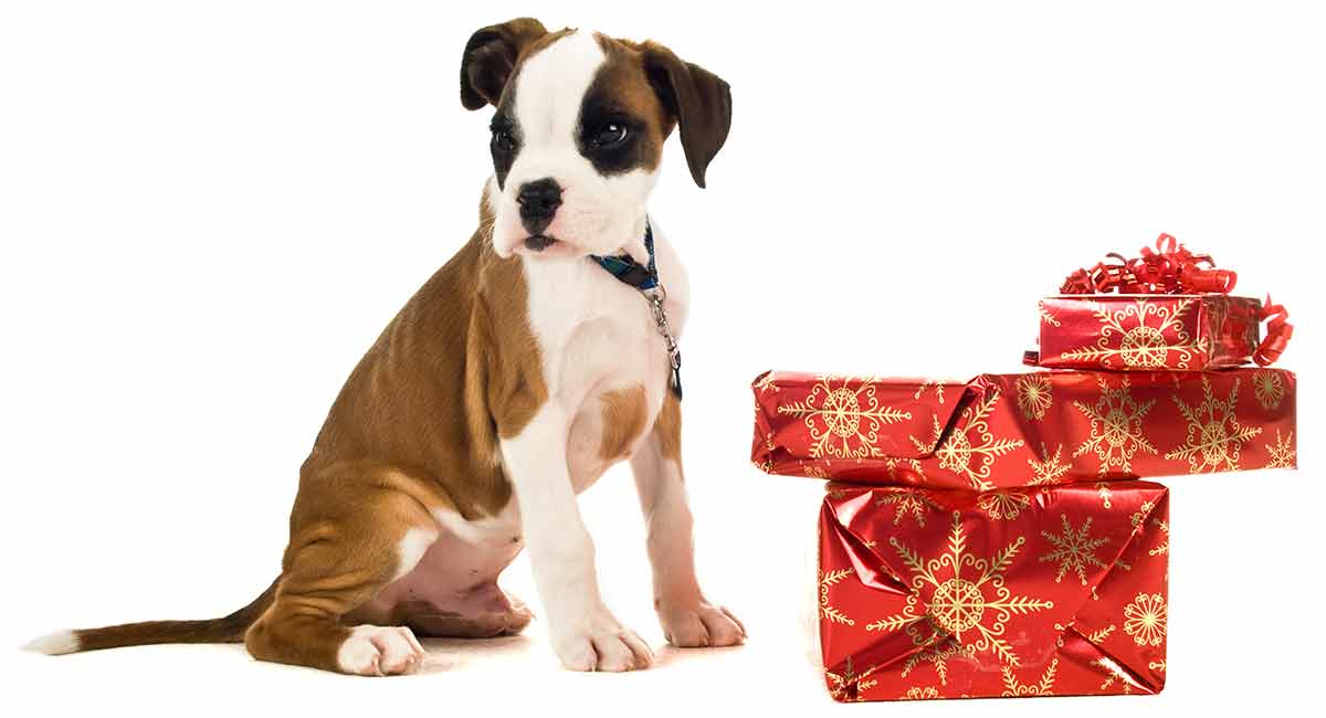 Boxer Dog Gifts - Perfect Gifts for Boxer Lovers Everywhere